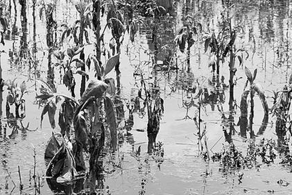 Tanaman tembakau seluas lebih kurang 12 hektar di Desa Gadudero dan Kasiyan, Kecamatan Sukolilo, Kabupaten Pati, Jawa Tengah, kebanjiran, Kamis (21/10). Genangan itu terjadi sejak Rabu lalu dan menyebabkan tanaman tersebut layu dan tidak dapat dipanen.