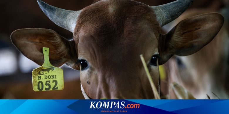 Pemkot Bekasi Terbitkan Tata Cara Pemotongan Hewan Kurban - Vimarsana News