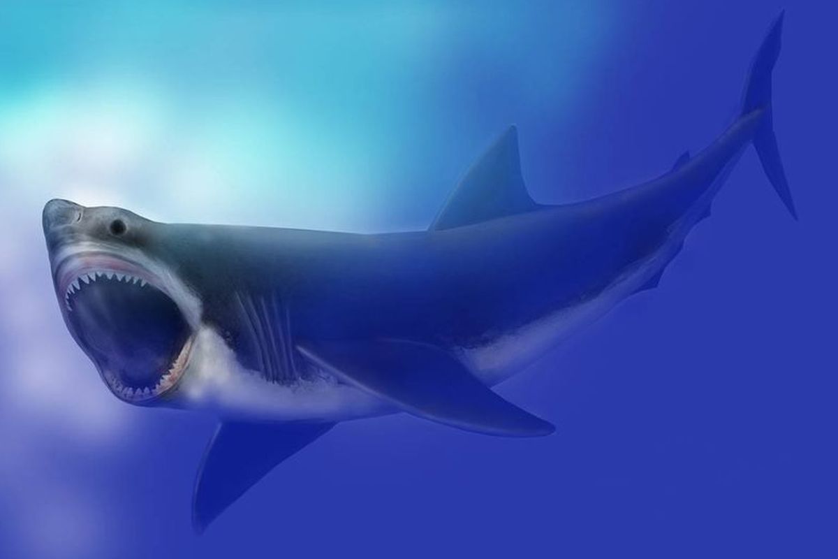 Ilustrasi Megalodon