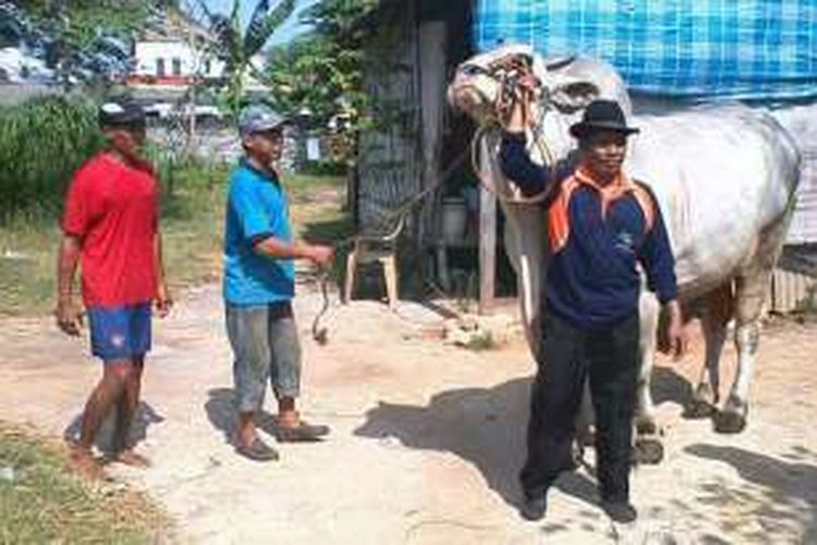 Muhammad Sholeh (kanan) bersama sapi peliharaannya yang dibeli Presiden Jokowi.