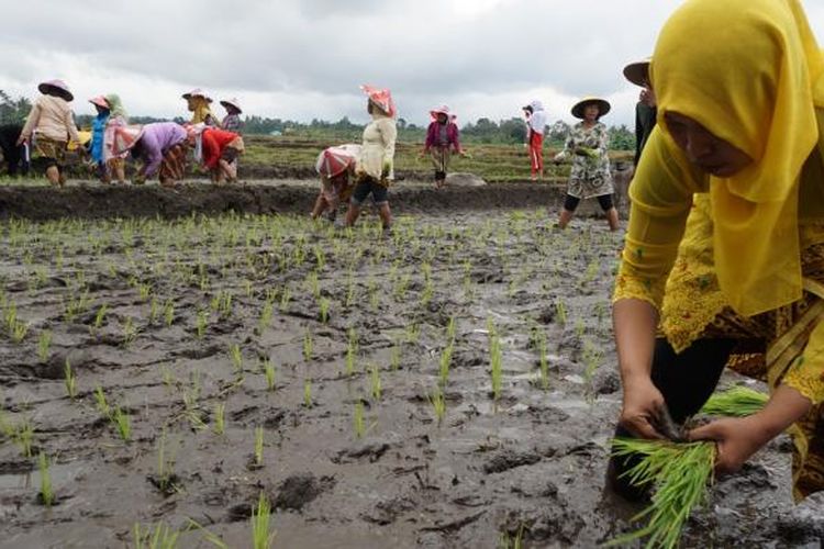 Petani menanam padi di Festival Padi Banyuwangi