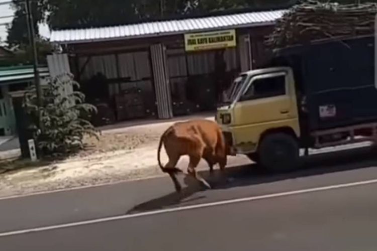 Tangkapan layar video yang menampilkan seekor sapi lepas dan mengamuk di jalanan hingga menyeruduk truk yang sedang melintas.
