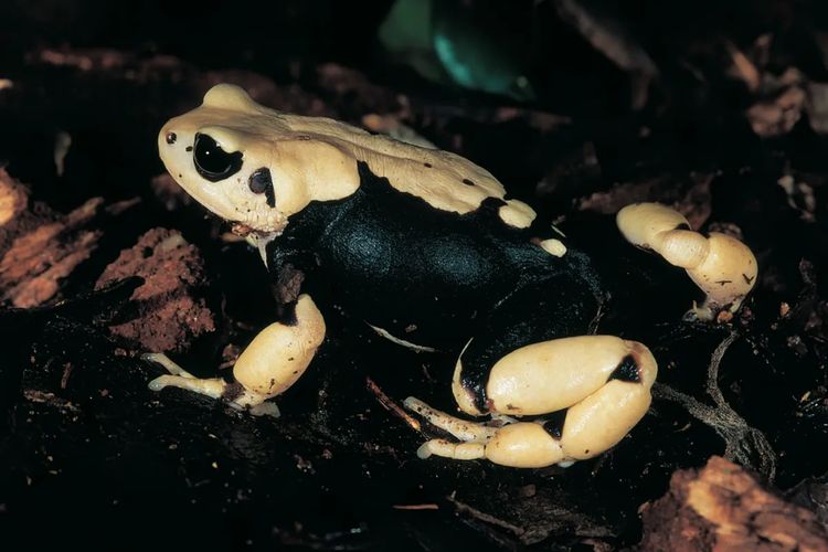Satu dari tiga spesies kodok baru Nectophrynoides uhehe yang langka. Berdasarkan studi, lebih dari 26 persen spesies hilang akibat aktivitas pertanian. Simak selengkapnya.