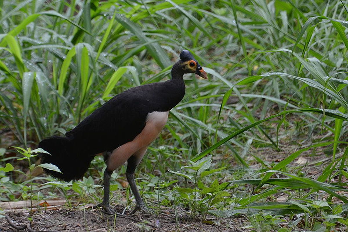 Macrocephalon maleo