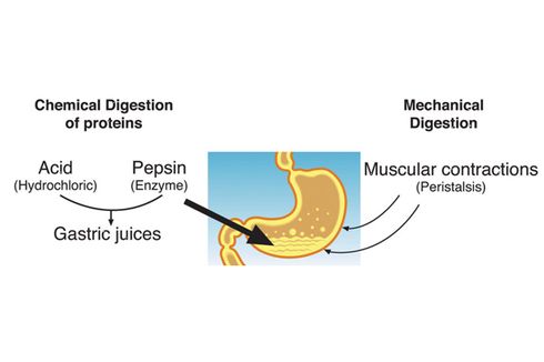 Proses Pencernaan Protein