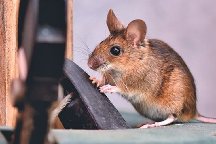 Ilustrasi tikus.