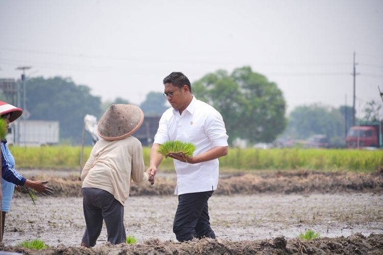 Sudaryono saat membantu petani menanam padi.