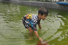 Wisata Andalan Baru di Bandungan Kabupaten Semarang, Wahana Tangkap Ikan Koi