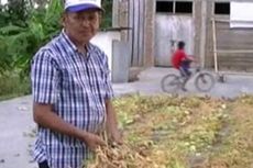 Kemarau, Produksi Kedelai dan Jagung di Sulawesi Barat Merosot 