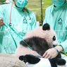 Menengok Si Toddler Panda Rio di Taman Safari Bogor, Tonggak Penting Konservasi Satwa Indonesia
