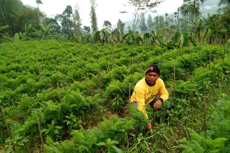 Mpud (49), petani sayur mayur di Blok Cirahayu, Desa Arga Mukti, Kecamatan Argapura, Majalengka, Jawa Barat, sedang menunjukkan hasil uji coba tanaman bawang putih, di sela tanaman wortel miliknya, di atas lahan seluas 500 meter persegi.  