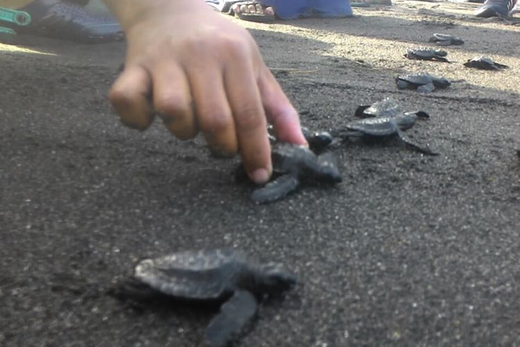 Melepas belasan tukik di pantai wisata Pantai Trisik di Kulon Progo, DIY.