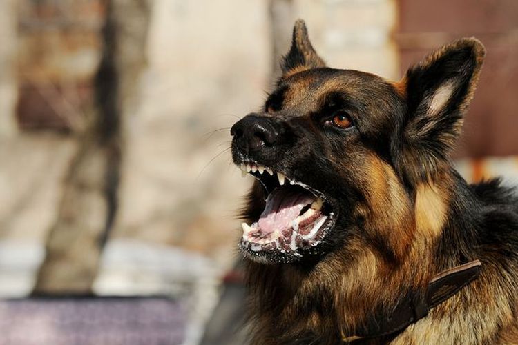 Kronologi Anak di Bangli Meninggal Diduga Digigit 3 Anjing Liar, Sempat Tak Terdengar karena Hujan Dera
