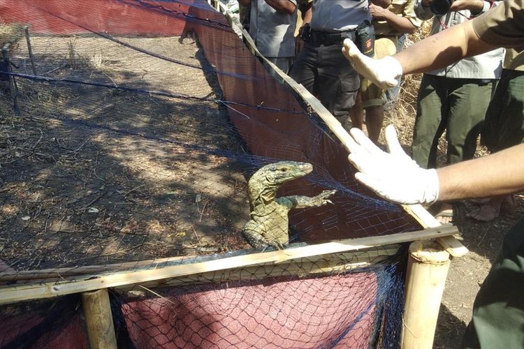 Enam satwa komodo saat dilepasliarkan di Pulau Ontoloe, Kabupaten Ngada, Nusa Tenggara Timur, Senin  (15/7/2019)