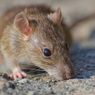 6 Tanda Ada Tikus Masuk dan Bersarang di Rumah Kita