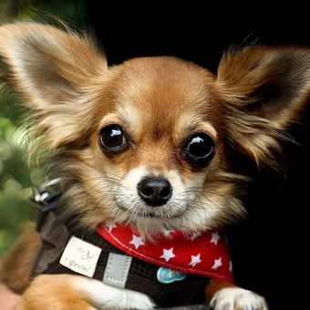 Ilustrasi ras anjing Chihuahua. 