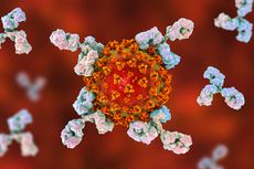 Studi Baru: Antibodi Covid-19 Bertahan 4 Bulan