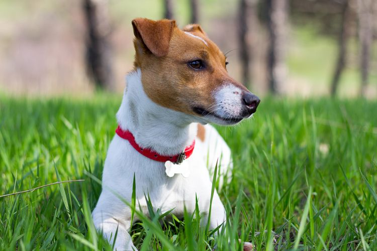 Ilustrasi anjing jenis Jack Russell Terrier.