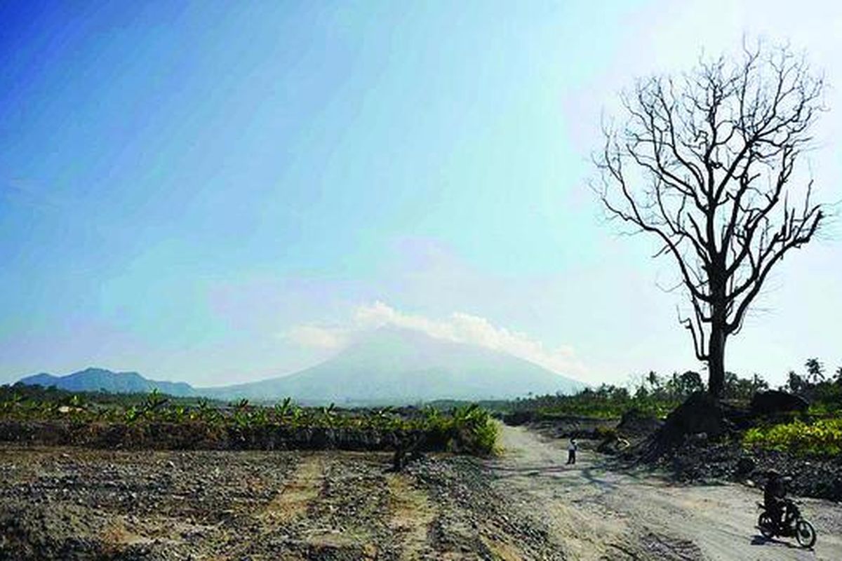 Sejumlah pohon  hasil program penghijauan, Kamis (12/7), bertahan hidup di sisi Kali Gendol, Glagaharjo, Sleman, DI Yogyakarta, salah satu kawasan yang paling parah terdampak erupsi Merapi. Selama kemarau, perawatan pohon untuk penghijauan lereng Merapi perlu digiatkan seiring dengan menipisnya persediaan air di tanah.
