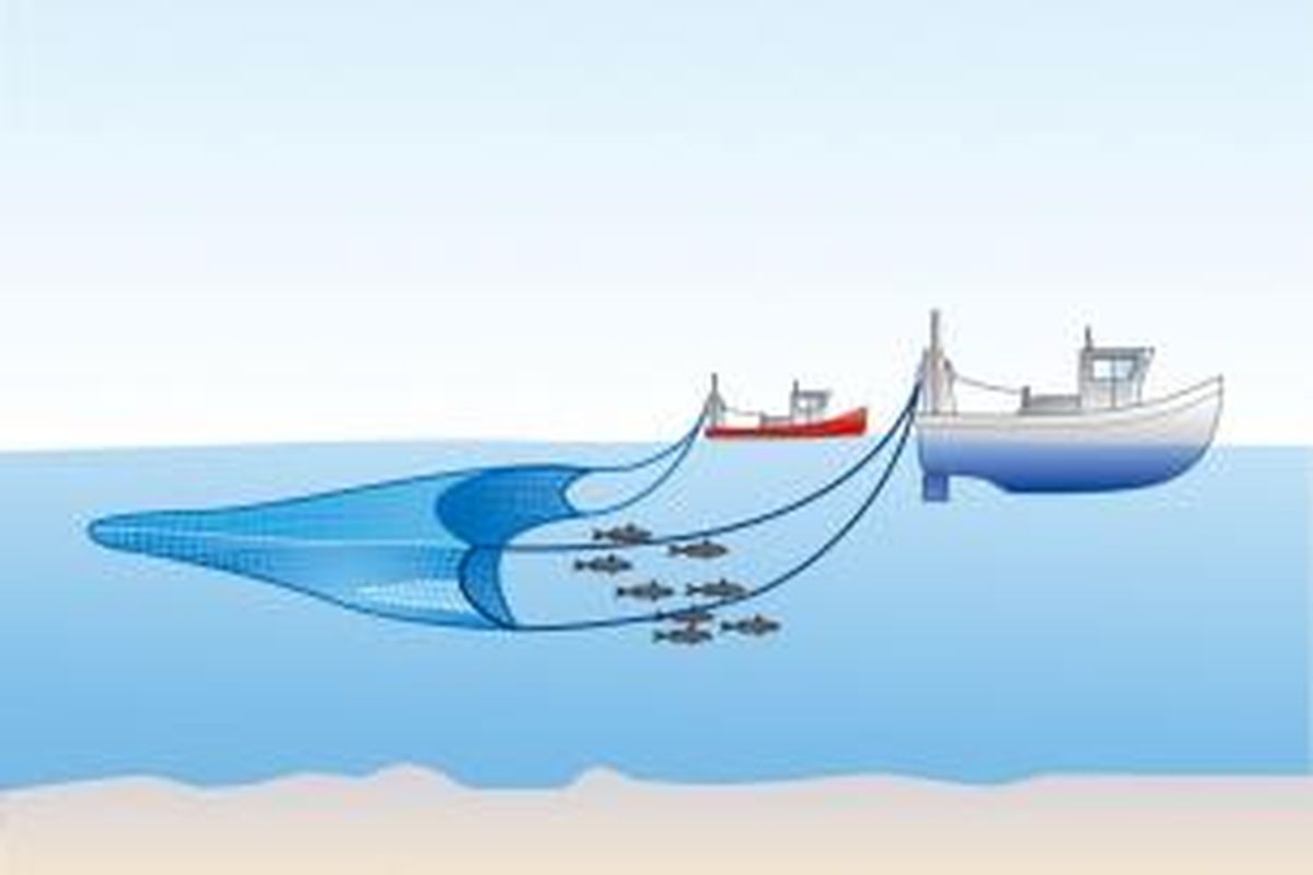 Ilustrasi pukat hela (trawl).