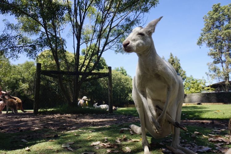 Kanguru di Caversham Wildlife Park, Perth, Australia Barat.