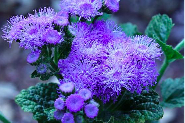 Tanaman floss flower yang dipercaya bisa mengusir nyamuk.