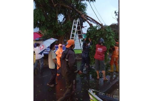 Dua Pohon Tumbang Saat Hujan Lebat di Jakarta Timur