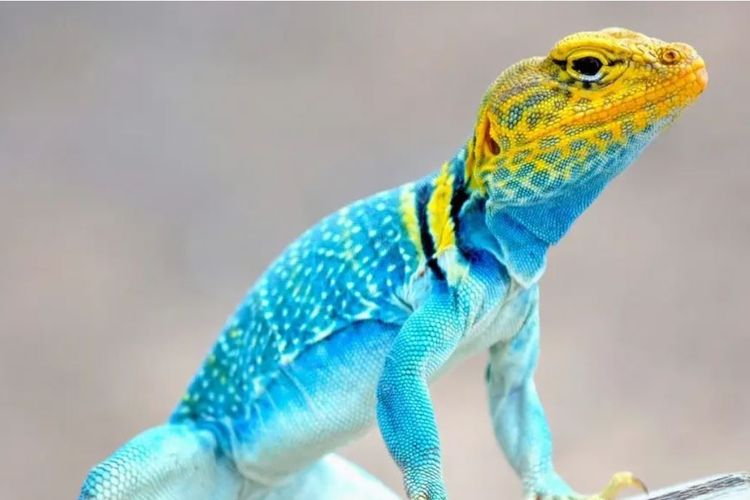 Mengapa Reptil Berwarna Lebih Cerah di Habitat Terbuka?