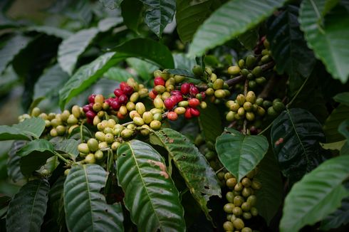 Dari Kopi hingga Cokelat, Daya Tarik Alam dan Wisata di Tabanan Bali