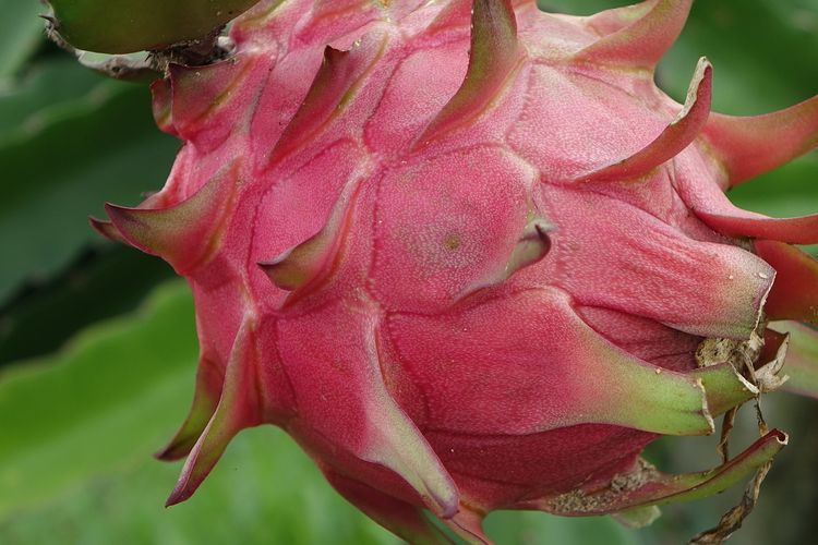 Ilustrasi buah naga, buah naga di pohon. 