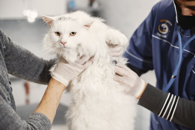 Proses steril kucing adalah operasi reguler untuk menjaga kucing tetap sehat dan membuatnya tidak berkembang biak tanpa kontrol. 