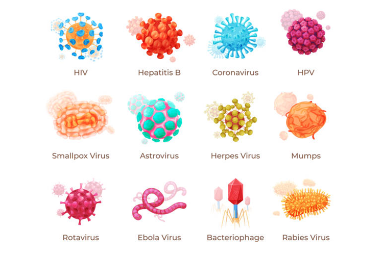 Pengertian Virus, Ciri-ciri, Dan Caranya Menginfeksi Manusia