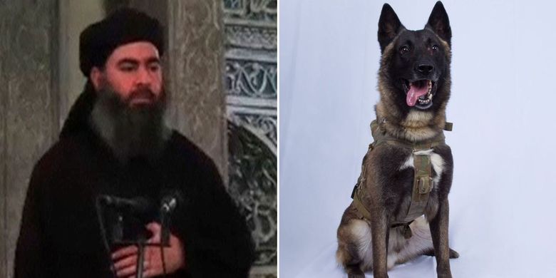 Foto kanan adalah gambar anjing militer yang dirilis AS, dan dianggap berjasa karena mengejar Pemimpin ISIS Abu Bakar al-Baghdadi dalam serangan yang terjadi Sabtu di Suriah (26/10/2019).