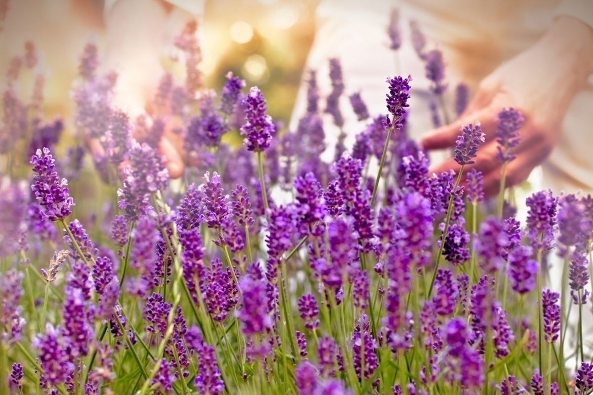 Ilustrasi lavender