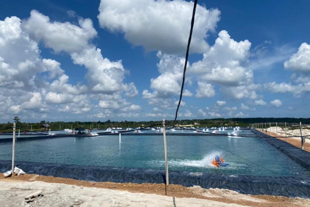 Salah satu tambak udang Vaname di Kepulauan Bangka Belitung, Jumat (11/6/2021).