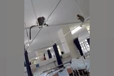 Kawanan Monyet Liar Teror Pasien Rumah Sakit di Afrika Selatan