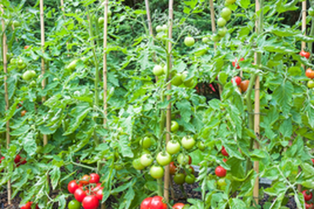 Ilustrasi ajir pada tanaman tomat