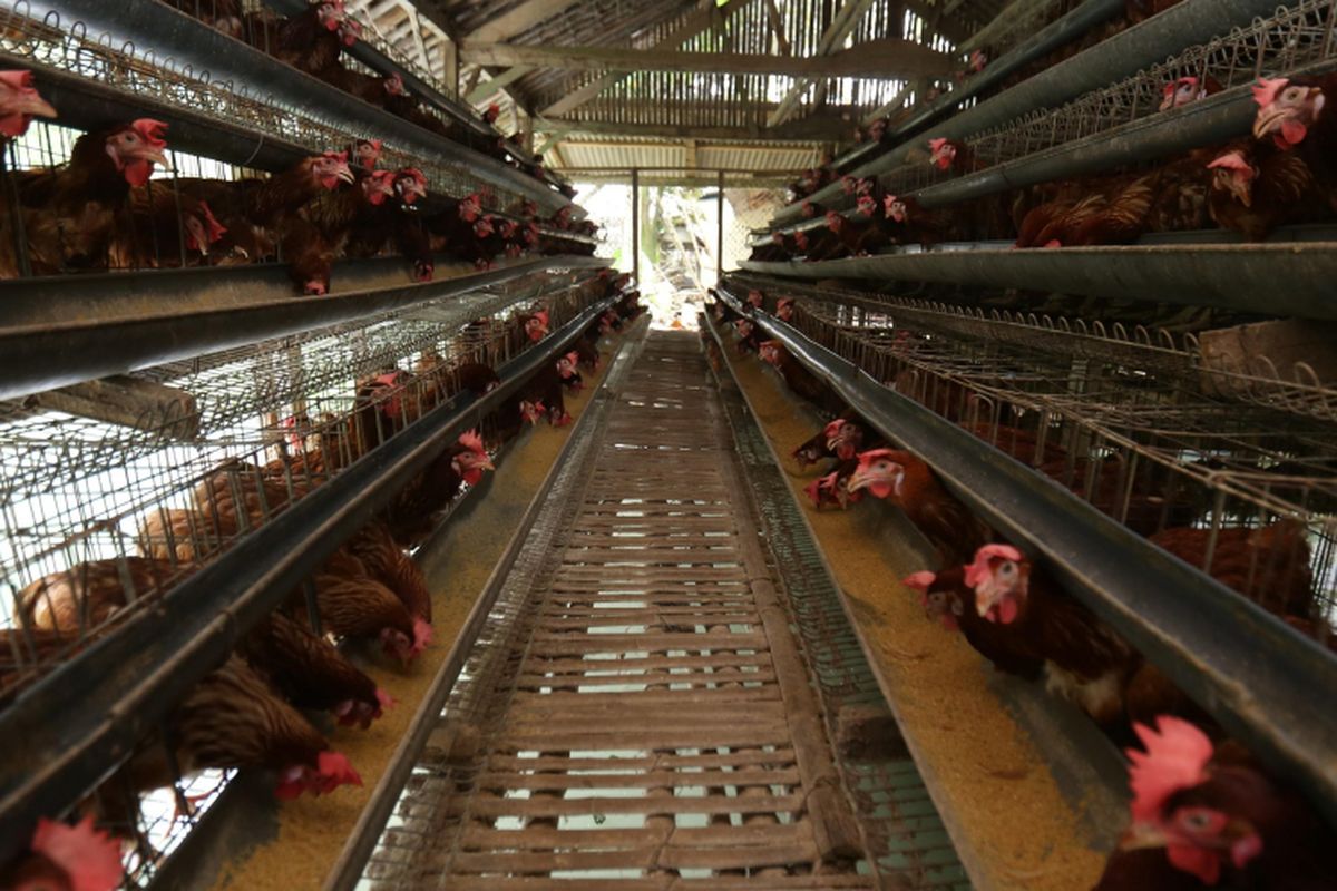 Suasana peternakan ayam petelur milik Rizal di Pengasinan, Bogor, Jawa Barat,  Kamis  (12/10/1017). Rizal memiliki 4000 ekor ayam petelur yang menghasilkan telur setiap harinya lebih dari 3500 telur, dengan keuntungan setiap bulannya mencapai lebih dari Rp 15 juta dari hasil jual telur.