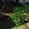Hujan Disertai Angin Kencang, Puluhan Pohon Tumbang di Surabaya