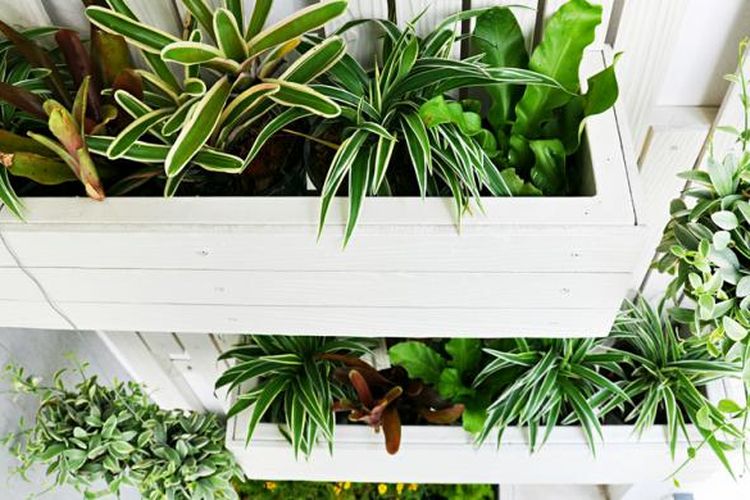 Tentu saja, berkebun tetap bisa Anda lakukan di apartemen! Anda bisa menggunakan pot berdiameter minimal 17cm sebagai area tanam baik sayur-sayuran, tanaman berdaun cantik atau berdaun indah.