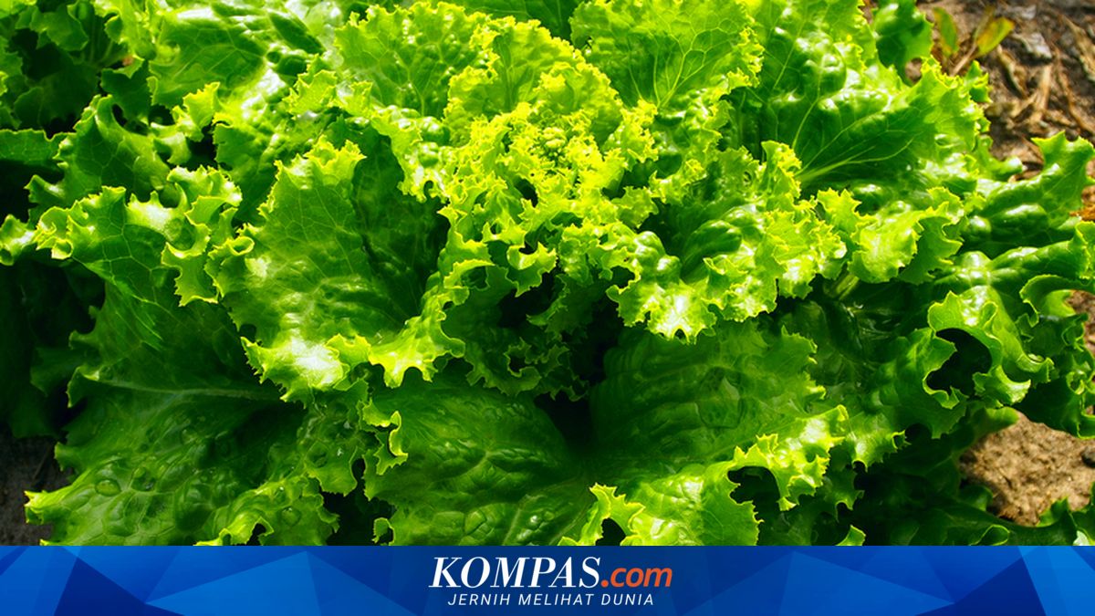 Agar Tak Gagal Panen, Jangan Tanam 4 Sayur Ini Dekat Selada