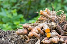 Ragam Kegunaan Kunyit untuk Tanaman dan Kebun