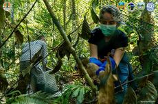 Puluhan Satwa Hasil Perdagangan Ilegal Dilepasliarkan ke Hutan di Lampung