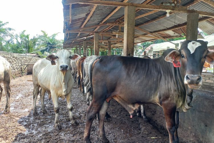 Prabowo Sumbang 34 Sapi untuk Idul Adha di Sumut, Bobot 800 Kg hingga 1 Ton