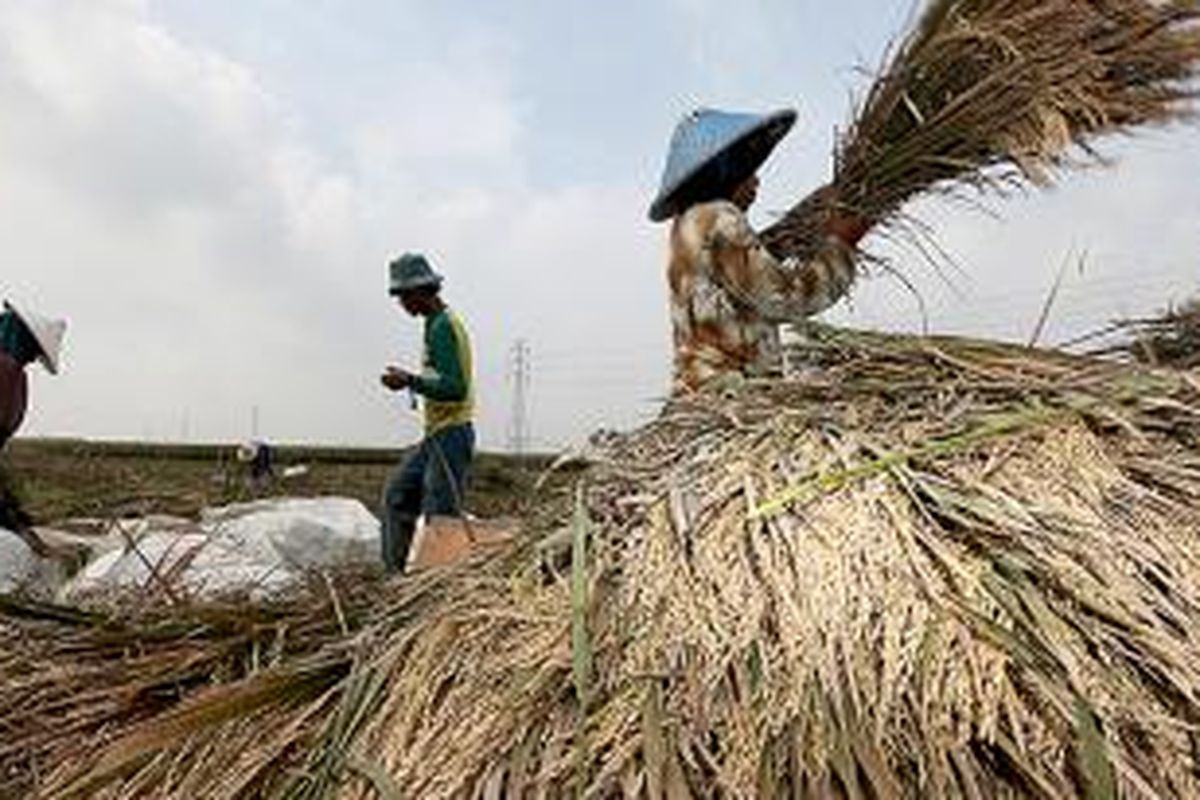 Buruh tani merontokkan bulir padi di persawahan Desa Wadas, Telukjambe Barat, Karawang, Jawa Barat, Kamis (26/2/2015). Pemerintah menargetkan harga beras di pasaran akan turun pada awal Maret.