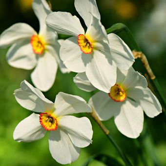 Ilustrasi bunga Narcissus. 