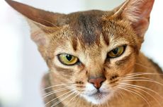 6 Ras Kucing Bertelinga Besar yang Bikin Gemas 