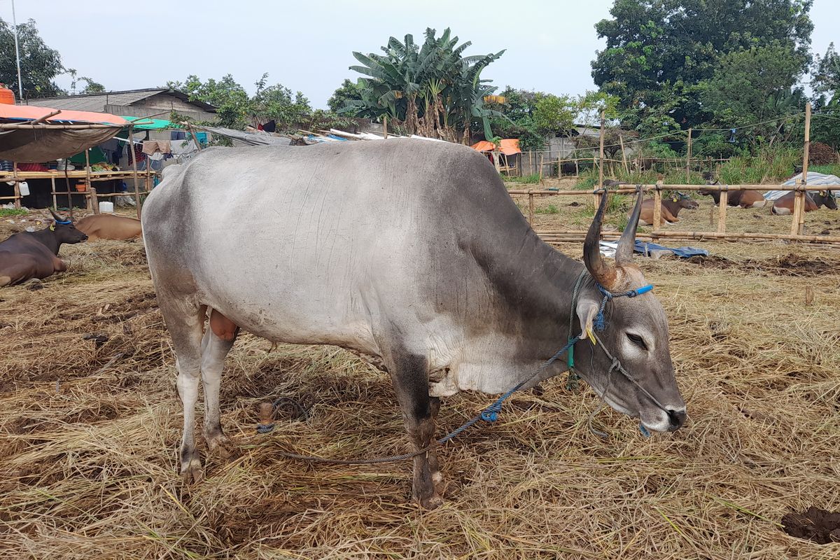 Sapi kurban di Tangerang Selatan.