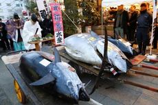 Dalam Lelang di Jepang, Ikan Tuna Seberat 405 Kg Terjual Rp 4,3 Miliar