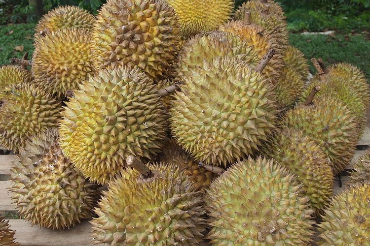 Ilustrasi durian, buah durian. 